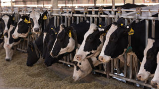 Évaluer le comportement alimentaire et revoir les routines du personnel