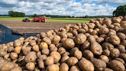 Pour alimenter son usine dunkerquoise qui tournera à plein régime début 2025, Clarebout cherche de de nouveaux producteurs. Pour alimenter son usine dunkerquoise qui tournera à plein régime début 2025, Clarebout cherche de de nouveaux producteurs.