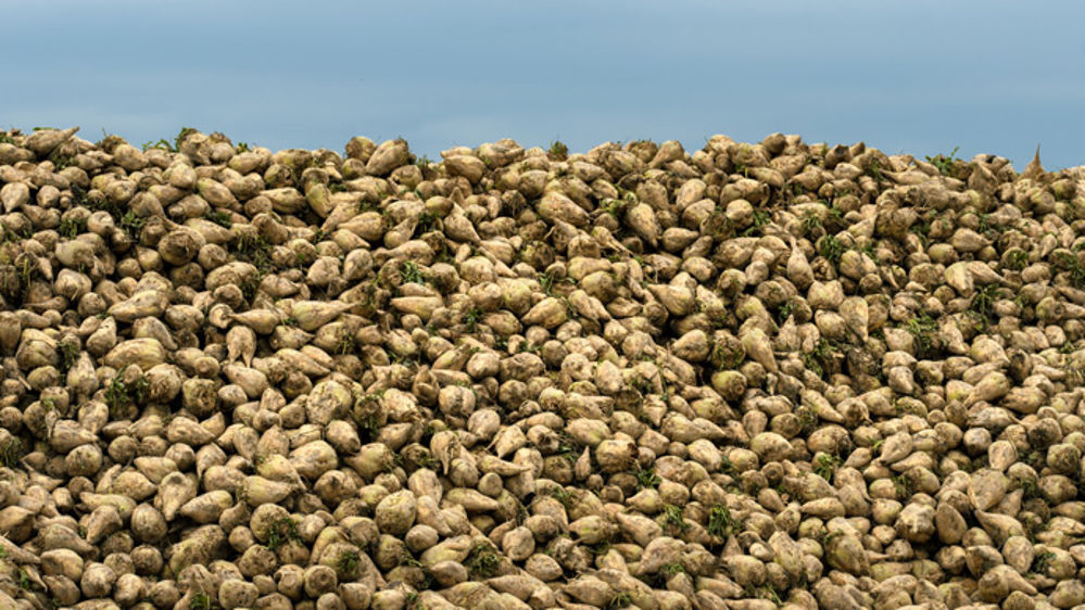 Betteraves à sucre : concilier productivité et durabilité