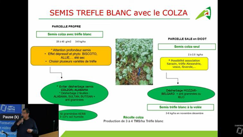 Semis de colza et trèfle