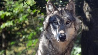 Les loups gris ont provoqué l'hystérie dans une province du nord de l'Inde où ils auraient attaqué plus de quarante personnes (photo d'illustration). Les loups gris ont provoqué l'hystérie dans une province du nord de l'Inde où ils auraient attaqué plus de quarante personnes (photo d'illustration).