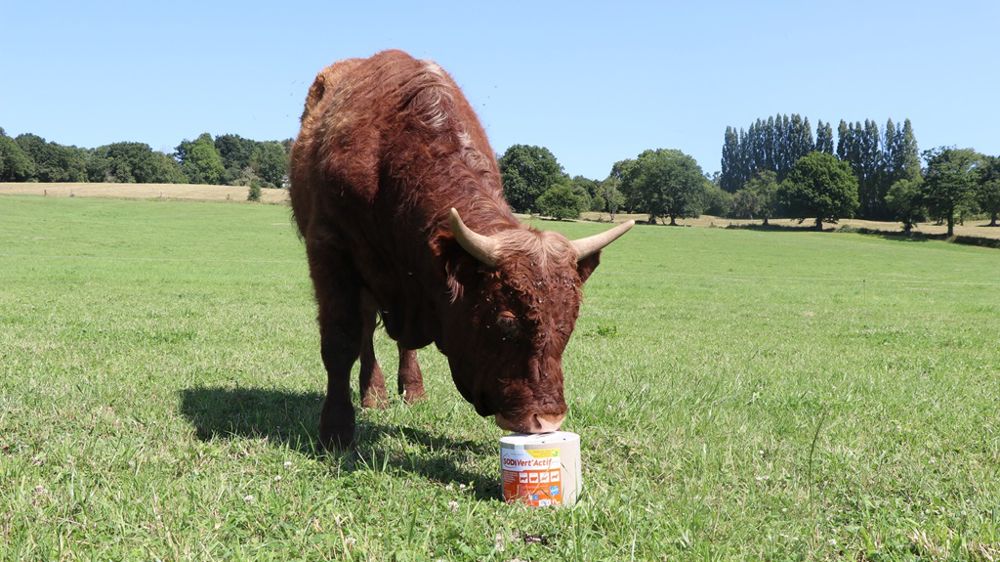 SodiVert’actif, le bloc minéral qui aide à la gestion du parasitisme interne