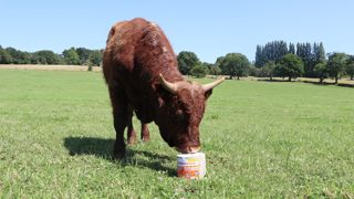 SodiVert’actif, le bloc minéral qui aide à la gestion du parasitisme interne