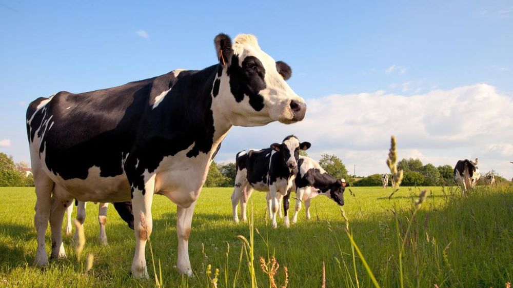 Vaches laitières au pré