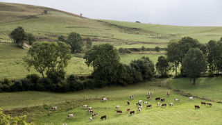 L’indemnité compensatoire de handicap naturel (ICHN) est versée aux agriculteurs qui exploitent des parcelles en zone défavorisée : zones de montagne, zones soumises à des contraintes naturelles (ZSCN) et spécifiques (ZSCS), anciennement appelées zones défavorisées simples. L’indemnité compensatoire de handicap naturel (ICHN) est versée aux agriculteurs qui exploitent des parcelles en zone défavorisée : zones de montagne, zones soumises à des contraintes naturelles (ZSCN) et spécifiques (ZSCS), anciennement appelées zones défavorisées simples.
