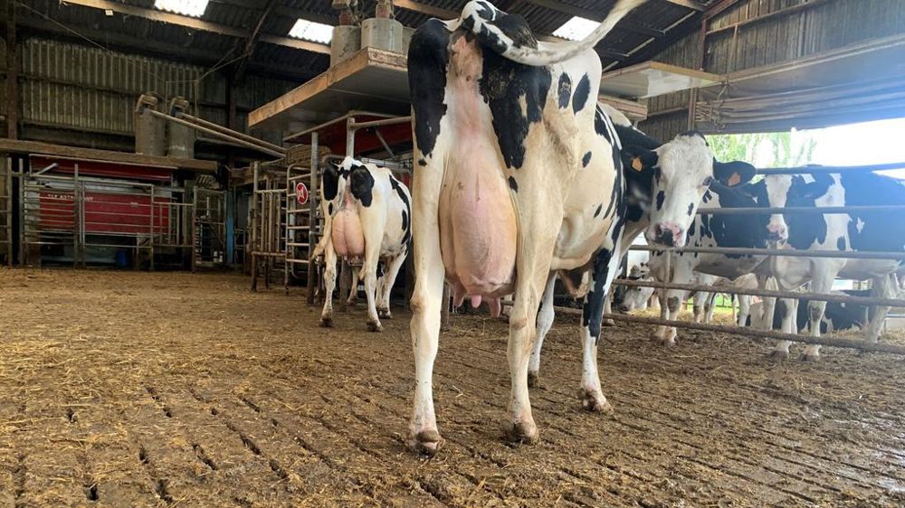 En aire paillée, la zone d'exercice compte aussi mais elle peut être plus petite qu'en stabulation logettes.