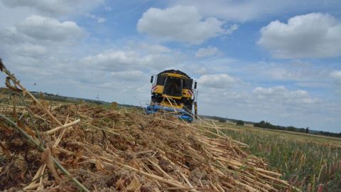 Le Maine-et-Loire est le premier département producteur de quinoa. Cette production représente un tiers des graines qui passeront par le nouveau site de la CAPL.