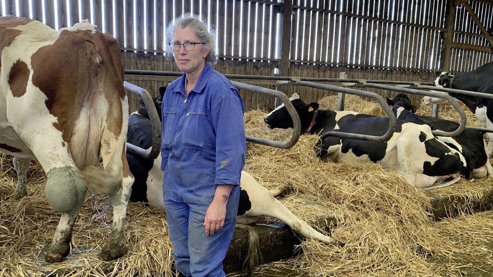 Claire Bréhon éleveuse du Calvados dans la stabulation
