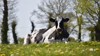 La lumière au bout du tunnel serait-elle proche pour les éleveurs laitiers bio ? La lumière au bout du tunnel serait-elle proche pour les éleveurs laitiers bio ?