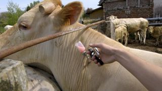 Le ministère de l’Agriculture recense 730 foyers supplémentaires de fièvre catarrhale ovine (FCO) de sérotype 3 (BTV3) au 10 octobre 2024 par rapport au 3 octobre. Le ministère de l’Agriculture recense 730 foyers supplémentaires de fièvre catarrhale ovine (FCO) de sérotype 3 (BTV3) au 10 octobre 2024 par rapport au 3 octobre.