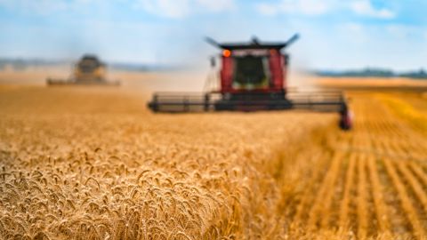 L'USDA a mis un coup de rabot à son estimation de la récolte mondiale de blé, compensé par la hausse des chiffres des stocks et la baisse de ceux de la consommation.

