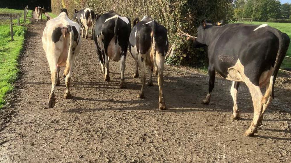 Vache du GAEC du Petit Marais se déplaçant sur des dalles de stabilisation alvéolée Valisol