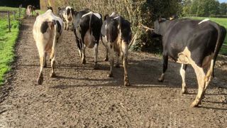 Vache du GAEC du Petit Marais se déplaçant sur des dalles de stabilisation alvéolée Valisol