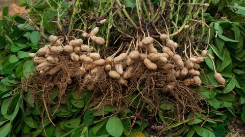 Depuis les années 1990, la cacahuète est cultivée dans les Landes.