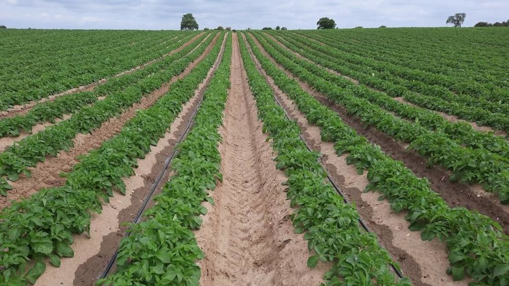 Système de micro-irrigation d'un champs de pommes de terre à destination de l'industriel McCain