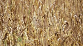 Contrairement au blé tendre ou au maïs, la production européenne d'orge est supérieure cette campagne par rapport à la précédente. Les stocks mondiaux sont eux estimés au plus bas.