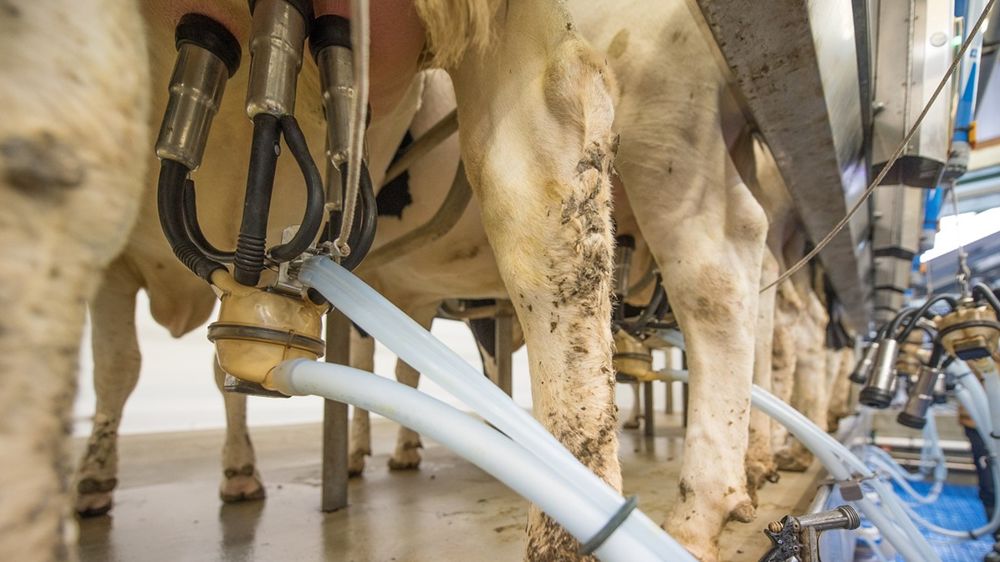 Terrena pourrait collecter 40 millions de litres de lait supplémentaires.