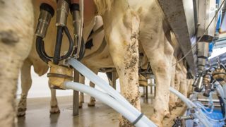 Terrena pourrait collecter 40 millions de litres de lait supplémentaires. Terrena pourrait collecter 40 millions de litres de lait supplémentaires.