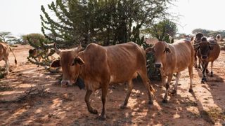 Au Zimbabwe, le moteur principal à l'amélioration du bien-être des bovins est le gain de productivité dont bénéficient ensuite les éleveurs. Au Zimbabwe, le moteur principal à l'amélioration du bien-être des bovins est le gain de productivité dont bénéficient ensuite les éleveurs.
