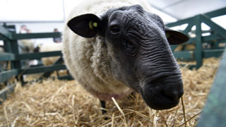 Le ministère de l’Agriculture recense 7 074 foyers de fièvre catarrhale ovine (FCO) de sérotype 3 (BTV3) dans son bilan hebdomadaire au 17 octobre 2024. Le ministère de l’Agriculture recense 7 074 foyers de fièvre catarrhale ovine (FCO) de sérotype 3 (BTV3) dans son bilan hebdomadaire au 17 octobre 2024.