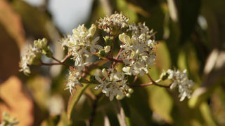Les fleurs de l’heptacodion de Chine sont reconnaissables à leur couleur blanc crème et leur parfum de jasmin. Les fleurs de l’heptacodion de Chine sont reconnaissables à leur couleur blanc crème et leur parfum de jasmin.