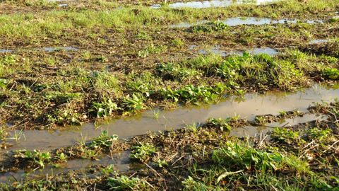 L'abondance inhabituelle des pluies met aujourd'hui l'agriculture sous pression. L'abondance inhabituelle des pluies met aujourd'hui l'agriculture sous pression.