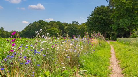 Pour l'agence européenne de l'environnement, les politiques ne sont pas assez incitatives vis-à-vis des pratiques agricoles favorables à la biodiversité.