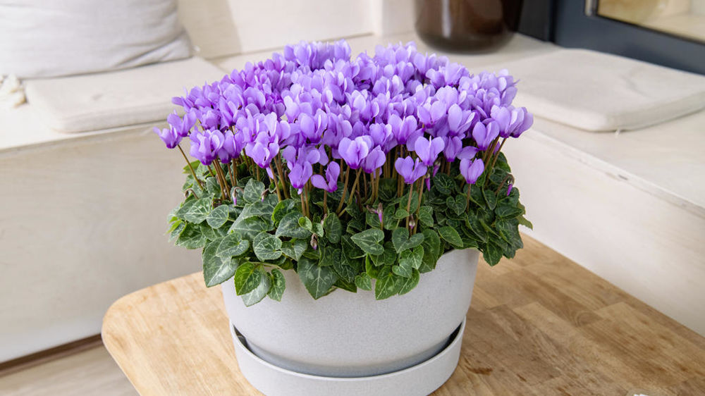 Cyclamen persicum mini Super Série® 'Dragon' F1.