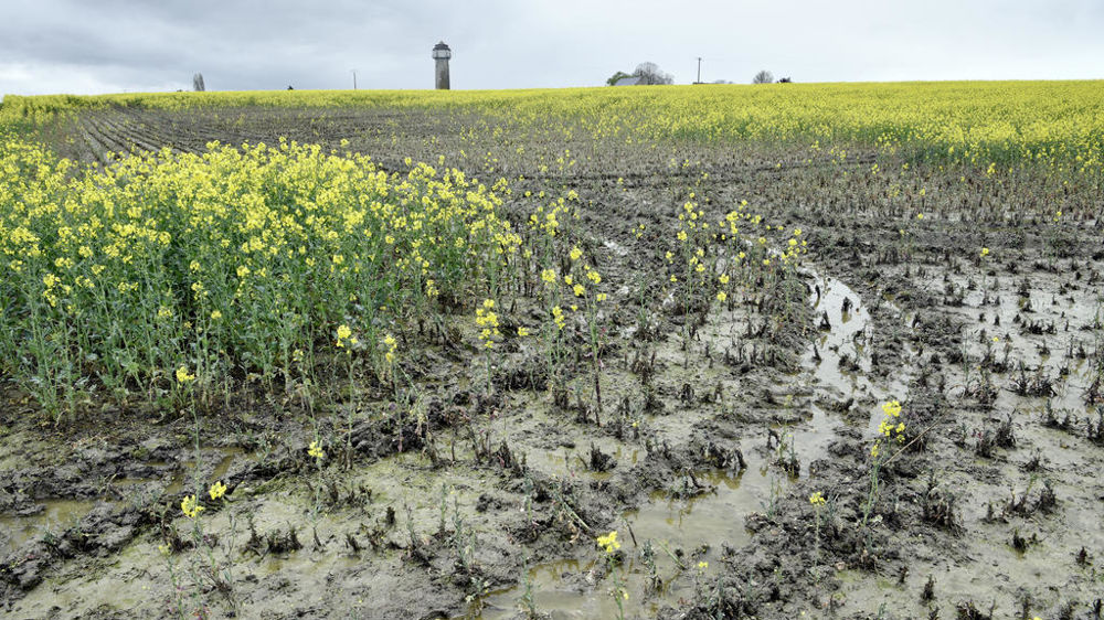 Les surfaces déployées, estimées à 2,02 Mha, reculent légèrement par rapport à 2023 (- 3%), en raison « des conditions très humides qui ont parfois empêché la réalisation des traitements », explique Mélanie Poncet, chez BASF.