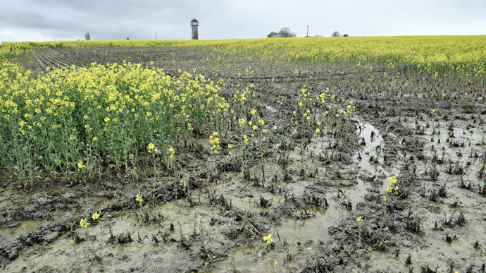 Les surfaces déployées, estimées à 2,02 Mha, reculent légèrement par rapport à 2023 (- 3%), en raison « des conditions très humides qui ont parfois empêché la réalisation des traitements », explique Mélanie Poncet, chez BASF.
