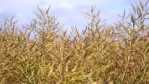 En France, les variétés rendues tolérantes aux herbicides (VRTH) concernent principalement le colza et le tournesol.