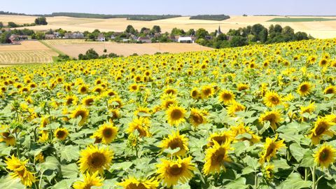 « L'évaluation des risques liés à l'utilisation des semences VRTH suppose d'améliorer leur traçabilité », souligne le Conseil d'État.
