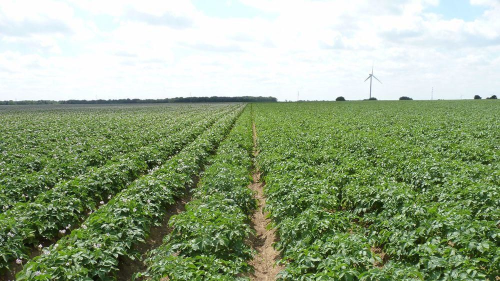Pommes de terre