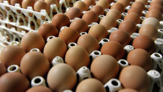 Plusieurs lots d’œufs de marques de distributeurs ont été rappelés en raison d'un risque de contamination aux salmonelles. Plusieurs lots d’œufs de marques de distributeurs ont été rappelés en raison d'un risque de contamination aux salmonelles.