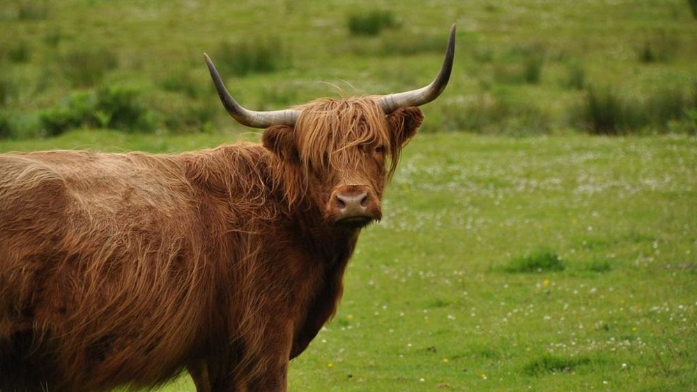 Vache Highland