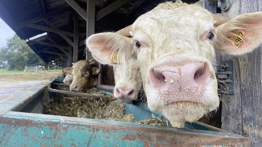 Broutard à l'engraissement