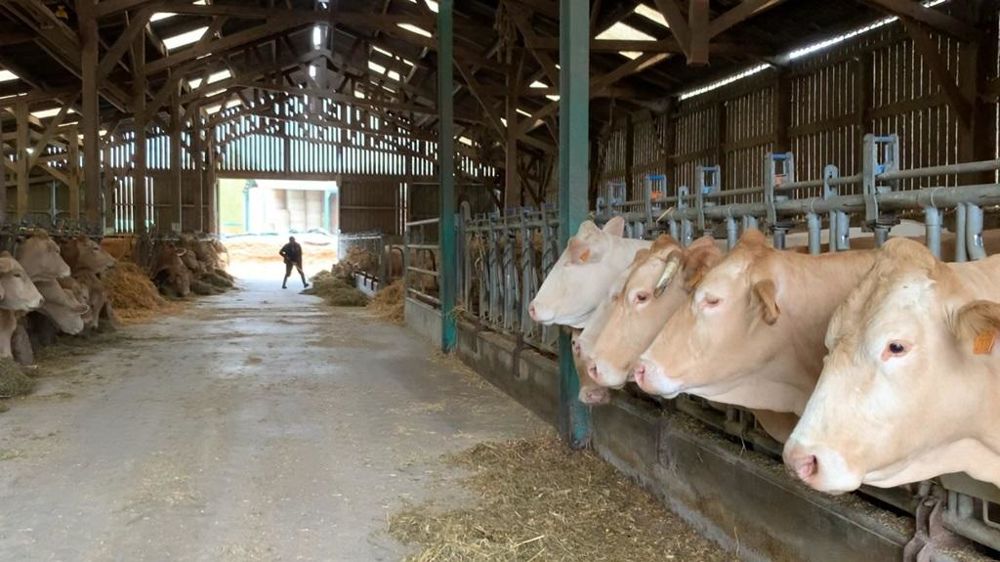 Blonde d'Aquitaine en stabulation