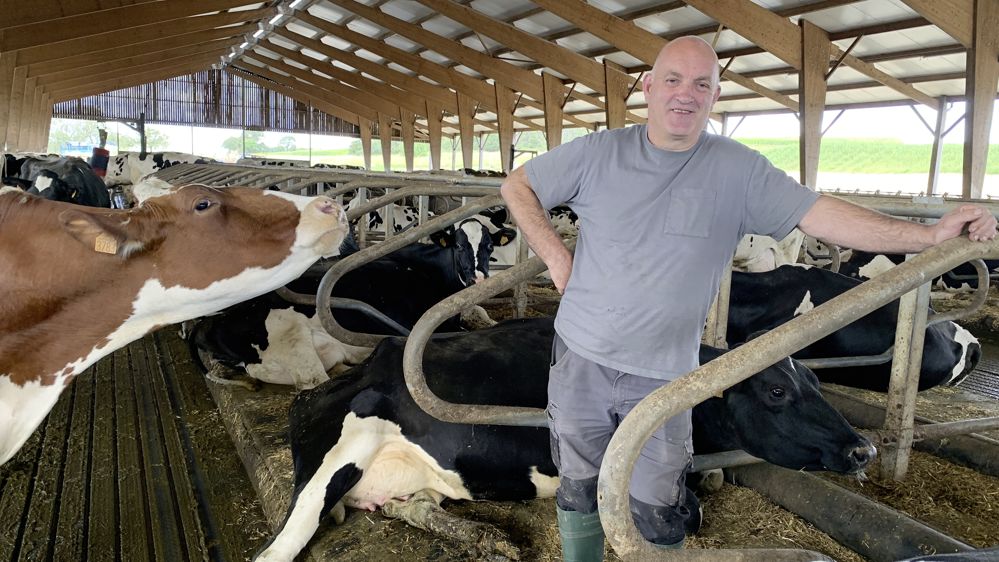 vaches en bâtiment avec logettes et aire paillée