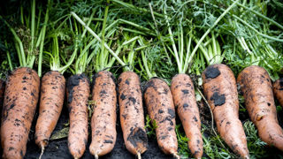 La récolte de carottes devrait augmenter de 13 % par rapport à la campagne précédente, selon Agreste. La récolte de carottes devrait augmenter de 13 % par rapport à la campagne précédente, selon Agreste.