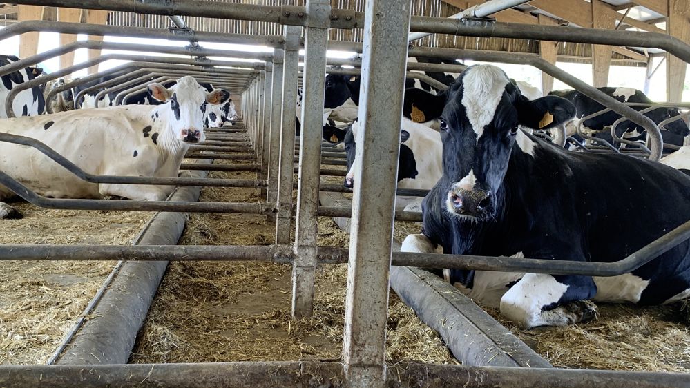 vaches holsteins dans une stabulation