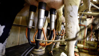 « Les courriers de rupture officielle de contrat ne seront pas envoyés aux producteurs avant janvier au minimum », assure Yohann Serreau, président de l'Unell. « Les courriers de rupture officielle de contrat ne seront pas envoyés aux producteurs avant janvier au minimum », assure Yohann Serreau, président de l'Unell.