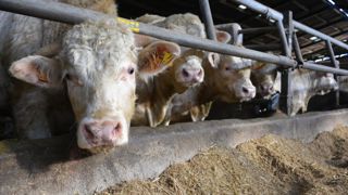 Les sorties de jeunes bovins étaient dynamiques en France début octobre, précise l'Idele, "grâce à la relocalisation de l’engraissement en France, mais aussi à un marché européen en demande de viande de JB". Les sorties de jeunes bovins étaient dynamiques en France début octobre, précise l'Idele, "grâce à la relocalisation de l’engraissement en France, mais aussi à un marché européen en demande de viande de JB".