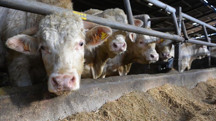 Les sorties de jeunes bovins étaient dynamiques en France début octobre, précise l'Idele, "grâce à la relocalisation de l’engraissement en France, mais aussi à un marché européen en demande de viande de JB".