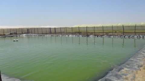 Le manque de moyens amène les agriculteurs à ne pas forer assez profond pour capter l'eau d'irrigation dans le Sahara en Algérie.