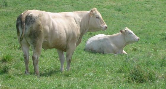 Etats généraux de l'interprofession bétail et viande