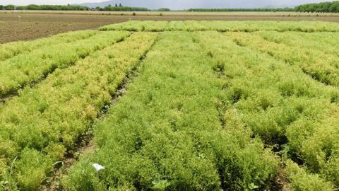 De nouvelles variétés de lentille plus résistantes au froid sont en test dans l'objectif d'avancer la date de semis et d'éviter ainsi les fortes chaleurs au moment de la floraison.
