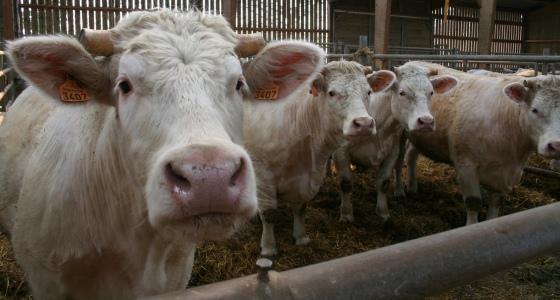Bovins viande