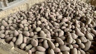 La production française de pommes de terre atteindrait 7,6 millions de tonnes en 2024, selon les dernières estimations du ministère de l'Agriculture. La production française de pommes de terre atteindrait 7,6 millions de tonnes en 2024, selon les dernières estimations du ministère de l'Agriculture.