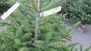 Une récente étude de Kantar pour Valhor révèle que les consommateurs de sapins de Noël sont sensibles à l’origine France des arbres qu’ils achètent et à la qualité des produits.