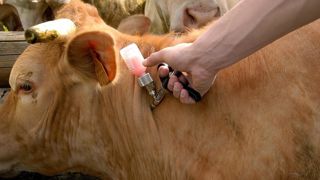 Les mouvements d'animaux, couplés aux impacts du réchauffement climatique, rendent l'élevage français plus vulnérable aux épizooties. Les mouvements d'animaux, couplés aux impacts du réchauffement climatique, rendent l'élevage français plus vulnérable aux épizooties.